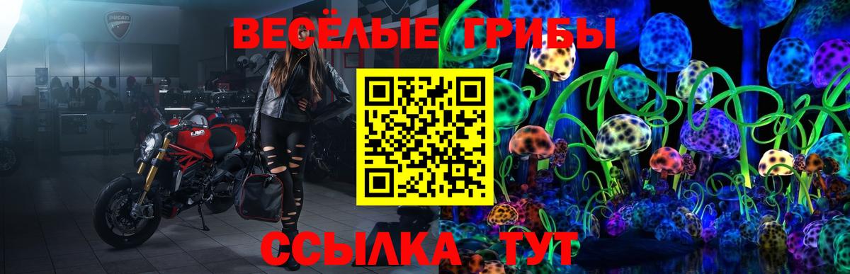 Псилоцибиновые грибы Cubensis Гусиноозёрск